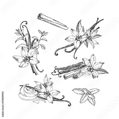 Vanilla, cinnamon, mint. Spices set of hand-drawn vector illustrations. Elements for label design.