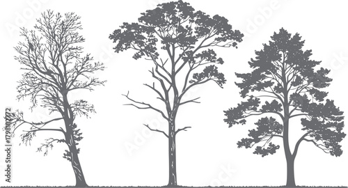 Landscape CAD Symbols, Trees, Plants, Shrubs & Rock Line Art for Architecture and Garden Plans