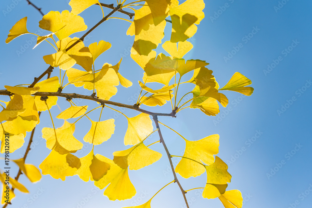 Obraz premium Ginkgo biloba, ginkgo, maidenhair tree, is a species of gymnosperm tree native to East Asia. Lving fossil. InterContinental Los Angeles Downtown by IHG, California 