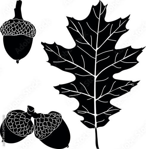 Black silhouette of Parts of northern red oak (Quercus rubra): acorn and leaf isolated on white background	