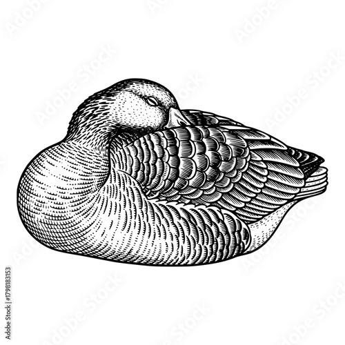 A serene sleeping duck with meticulous detail in monochromatic engraving. Depicting a moment of peaceful slumber in this intricate illustration.
