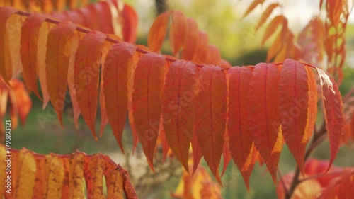 Fall Colors Texture: Detailed shot of the changing, fern-like Sumac leaves, transitioning from red to orange