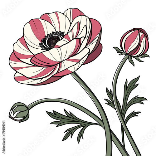 Fotografia ranunculus bicolour on white background