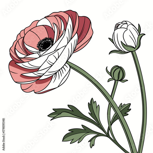 Fotografi ranunculus bicolour on white background