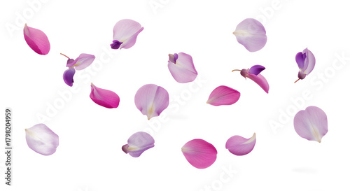 Floating Petals A Delicate Composition of Pink and Purple Floral Elements on White Background