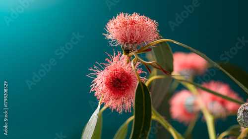 Eucalyptus flower, buds, plant leaves. Fresh Eucalyptus blooming close up, on dark green background. Essential oil, aromatherapy. Australian medical plant