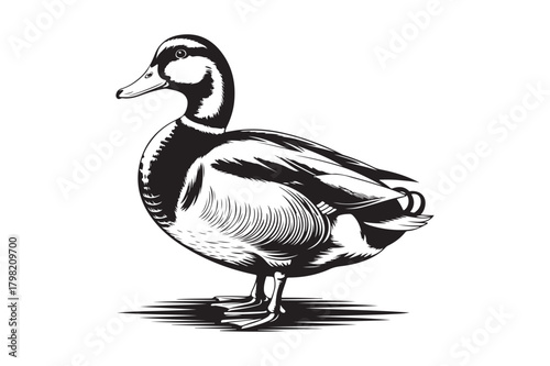 Detailed black and white sketch of a mallard duck standing