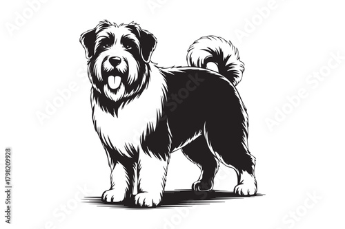 Black and white sketch of a fluffy bearded collie dog