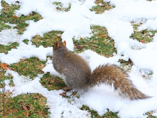 A rear view of a squirrel in winter