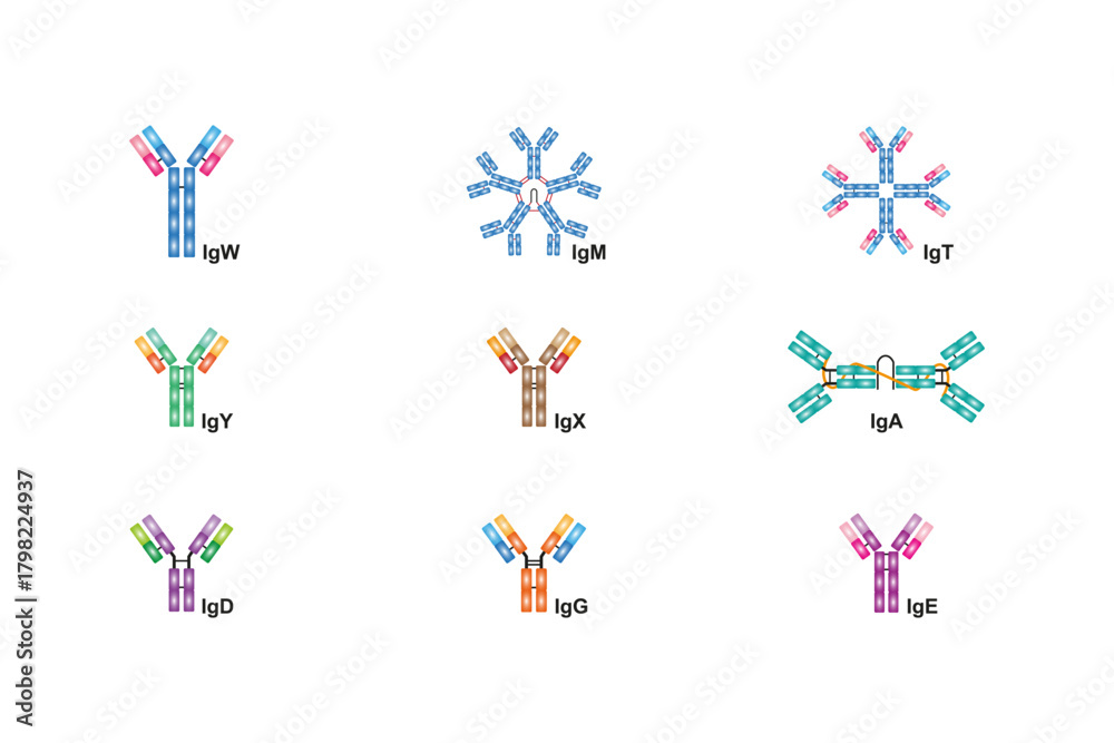 Fototapeta premium Antibodies Types Diagram Science Design. Vector Illustration.