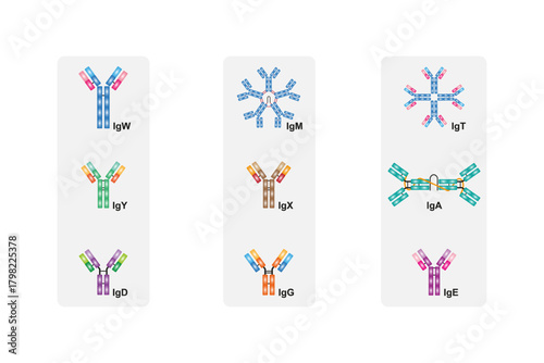 Antibodies Types Diagram Science Design. Vector Illustration.