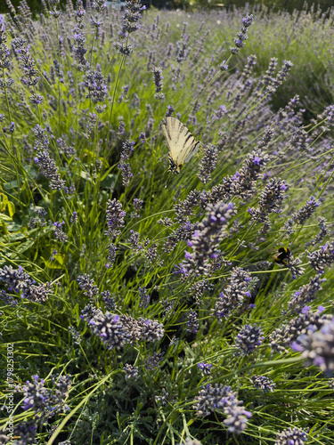 Butterfly and bee on lavender