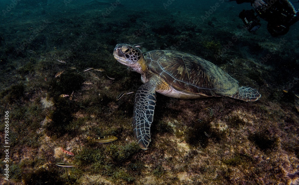 Fototapeta premium An impressive sea turtle
