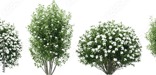 Multiple flowering shrubs with green leaves and white blossoms, isolated on white, ideal for landscape design, architectural renders, and botanical illustrations