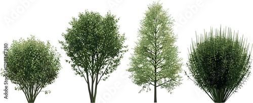 Variety of trees with lush green foliage, showcasing different shapes and sizes, perfect for landscape design