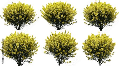 Collection of six isolated yellow flowering broom bushes, a perfect spring garden design element for landscape architecture and visualization projects