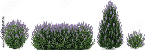 Purple Shrub Collection Ornamental Plant Variety for Garden and Landscape Design