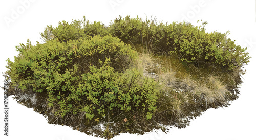 Bushy Green Shrubs with Natural Foliage on an Isolated Background for Design and Decoration