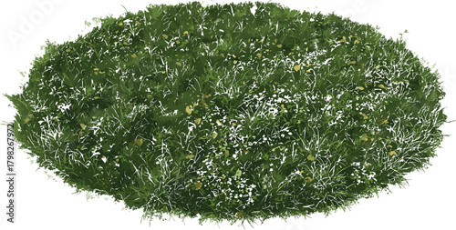 Green Grass Meadow with Small Flowers Isolated on White Background