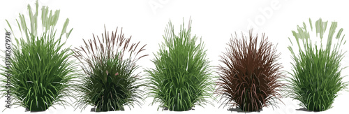Ornamental Grass Clumps Botanical Greenery for Landscaping Designs