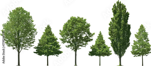 A collection of various types of deciduous and evergreen trees set against a white background