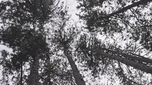 Tall pine trees spinning against overcast sky