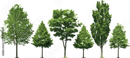 Lush Green Tree Collection Diverse Plant Life for Natural Scenery