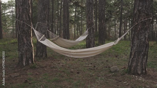 Empty hammocks swinging gently in a pine forest