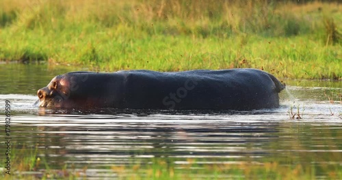 Large Hippopotamus marking its territory with a small tail and roe in water near Khwai in Okavango delta, Botswana