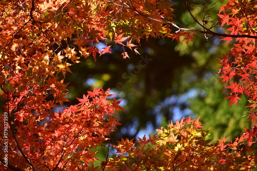 島根　安来清水寺　寺　神社仏閣　紅葉　もみじ