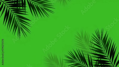 A seamless, looping animation of palm tree leaf silhouettes and shadows on a green screen. A perfect chroma key element for summer, travel, or tropical concepts.