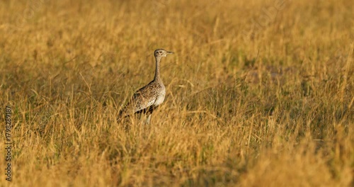 Red-crested korhaan or red-crested bustard standing in dry grass drought in Savute, Chobe National Park, Botswana