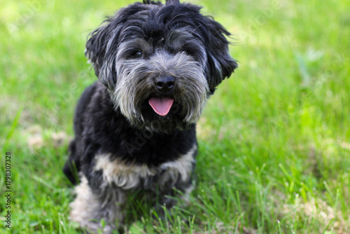 Small maltipoo poodle sitting on the green lawn. Black maltipoo puppy with his tongue hanging out. Portrait of maltipoo puppy. A dog with curly hair. Cute little black maltipoo in grass