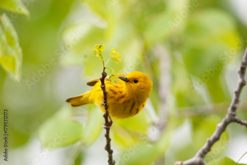 A Yellow Warbler Inspecting on a branch