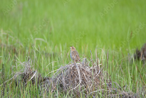 A Saltmarsh Sparrow in the grassy marsh
