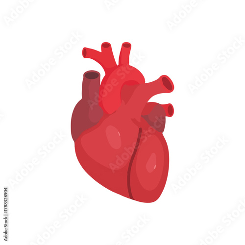 Anatomical Human Heart in Flat Style, Isolated on White