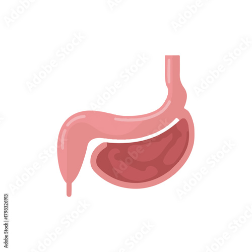 Anatomical Stomach Diagram, Medical Illustration in Flat Design