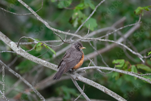 American Robin Perched in the brush