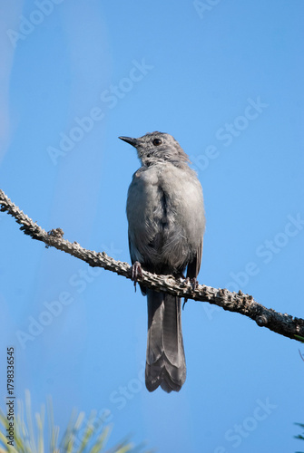 Portrait of a Grey Catbird