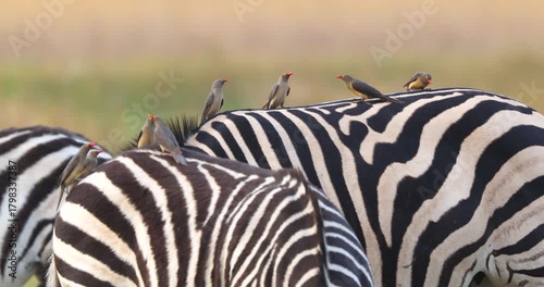Red-billed oxpeckers feeding on a back of Burchell's zebra in Moremi Game Reserve, Botswana