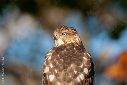Portrait of a Coopers Hawk