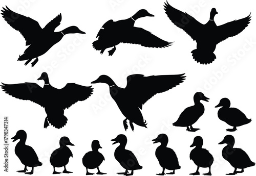 Black duck silhouette collection of flying and walking ducks, wild bird vector illustration set for nature, wildlife, and design projects