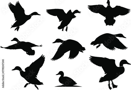 Black duck silhouette collection showing flying and swimming ducks, wild bird vector illustration set for nature, wildlife, and design projects