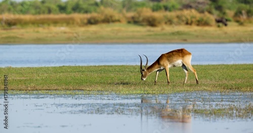 Red lechwe or Southern lechwe feeding on a wetland in Okavango delta in Moremi Game Reserve, Botswana