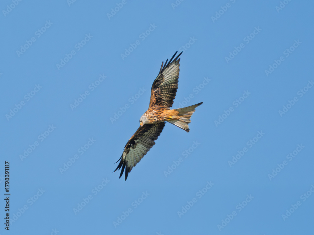 Fototapeta premium Rotmilan