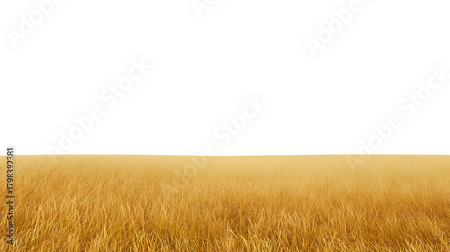 Golden wheat field in a serene landscape with a clear sky and transparent background