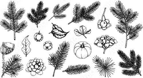 Hand Drawn Autumn Winter Botanical Elements Collection