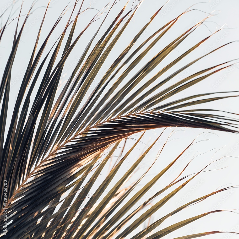 Obraz premium Close-up of a vibrant green palm frond against a bright, soft background, highlighting its intricate texture and natural beauty.