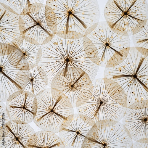 Close-up of dried dandelion seed heads creating an intricate, delicate, and abstract natural pattern on a light background, showcasing their detailed structure.