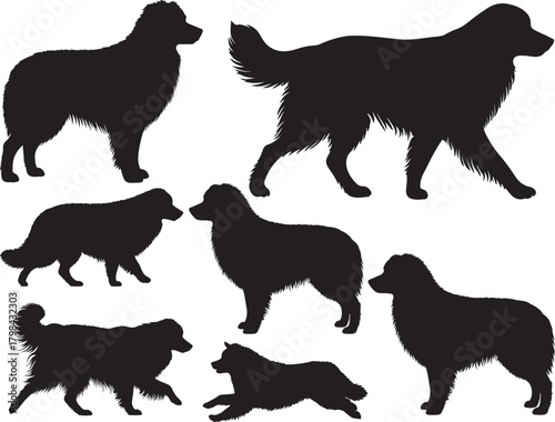 Solid black silhouette vector of Aussie Shepherd Dog